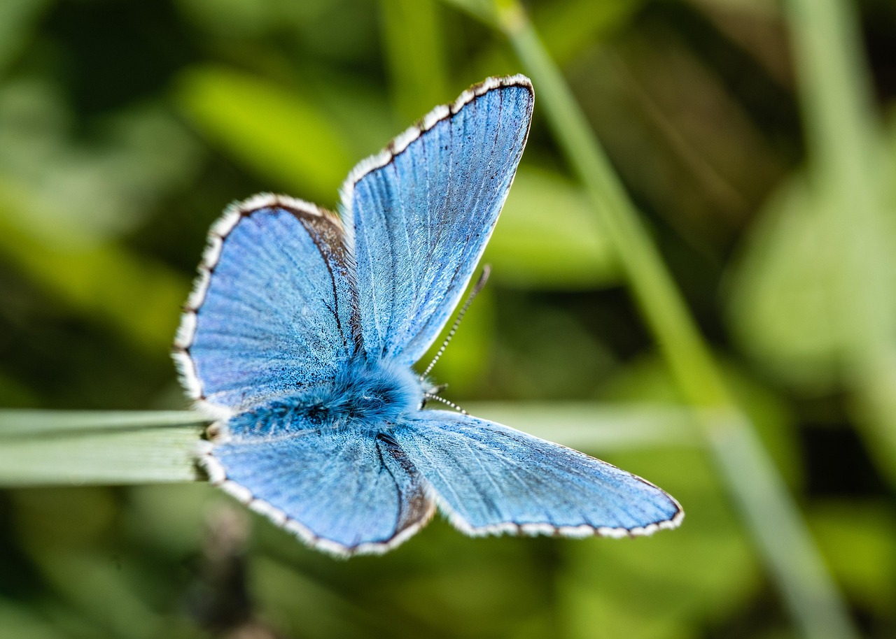 Home blue butterfuly, butterfly, insect, wings, wildlife, nature, biodiversity, butterfly, butterfly, butterfly, butterfly, butterfly