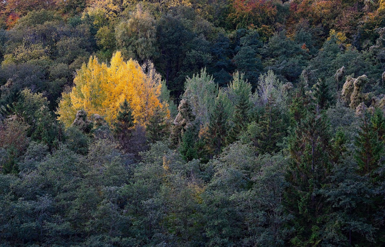 Home Autumn